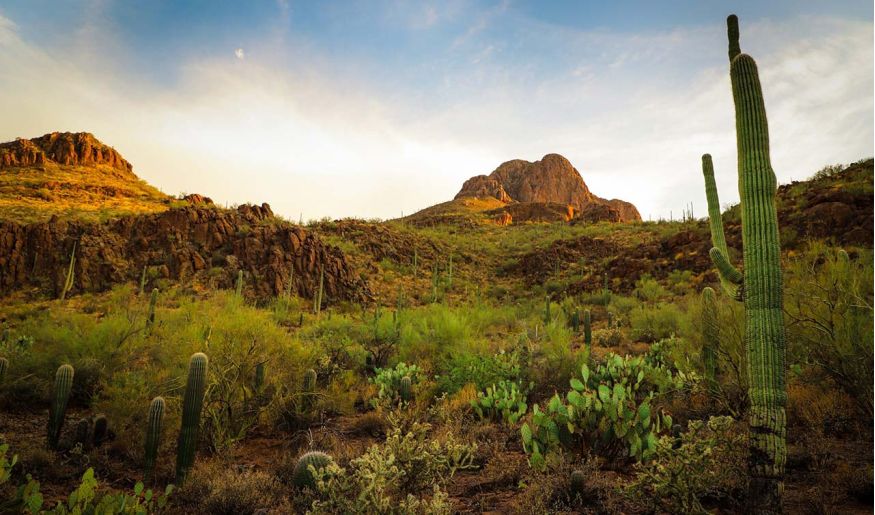 Tucson desert background